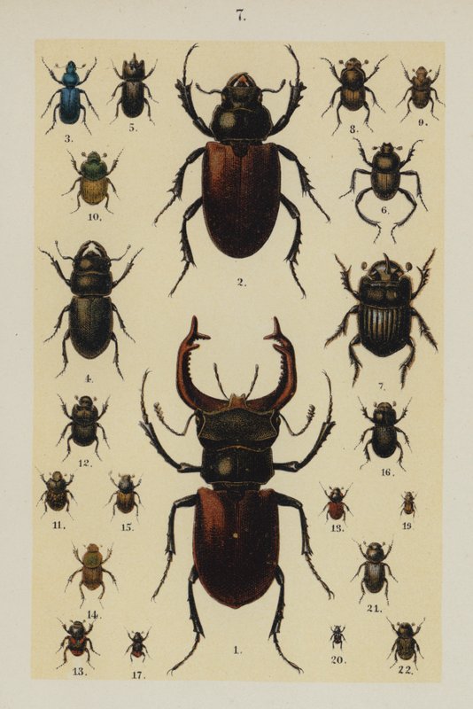 Plate from The Young Beetle-Collector