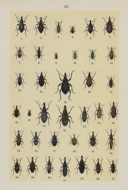 Plate from The Young Beetle-Collector