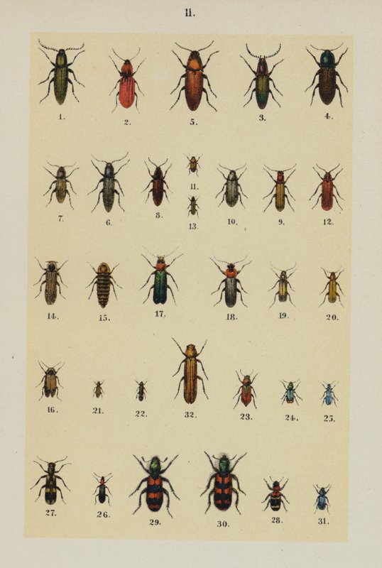 Plate from The Young Beetle-Collector