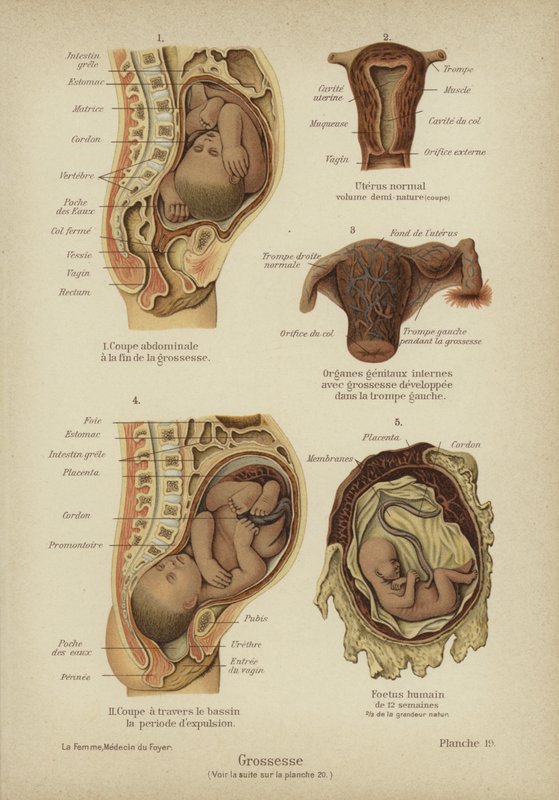 Pregnancy by German School