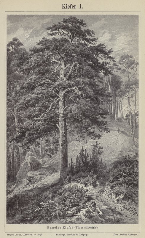 Scots Pine Tree by German School