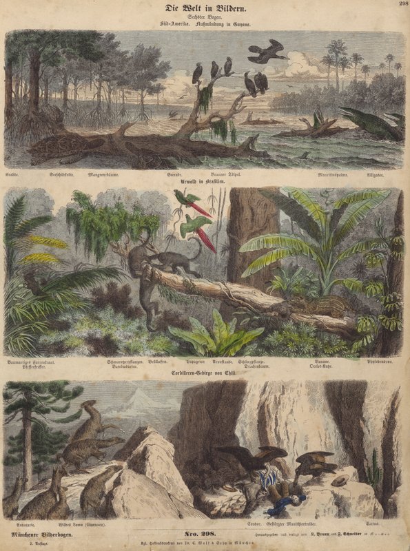 South America: Estuary in Guyana; Jungle in Brazil; Chilean Andes (Coloured Engraving) by German School