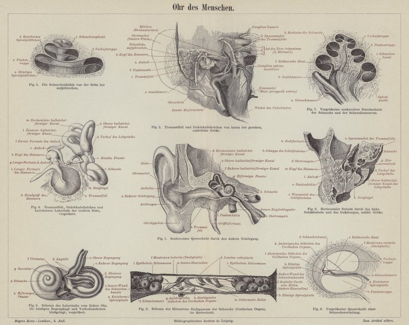 The human ear by German School
