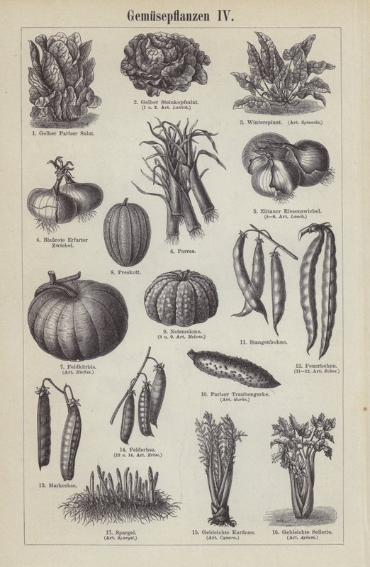 Vegetables by German School
