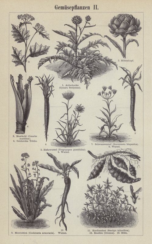 Vegetables (engraving) by German School