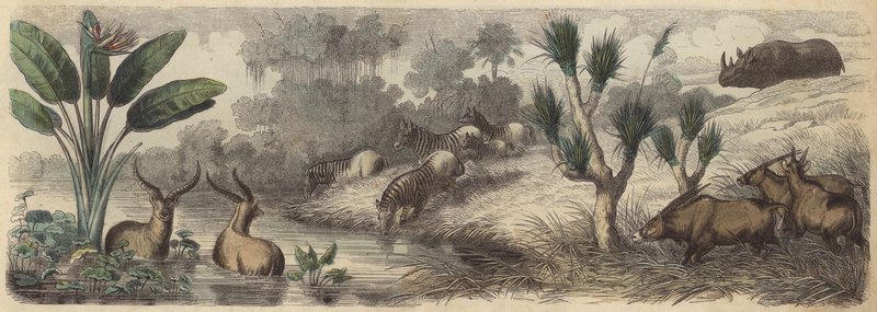 Watering Hole in South Africa by German School
