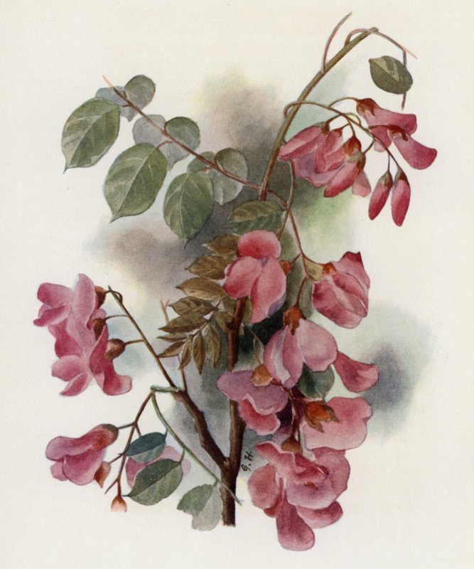Robinia Hispida by Gertrude Hamilton