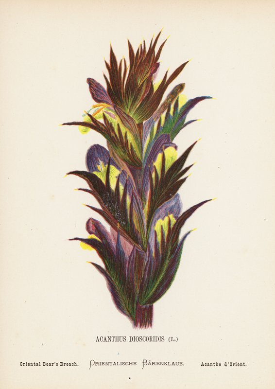 Wild Flowers of the Holy Land: Acanthus Dioscoridis; Oriental Bear