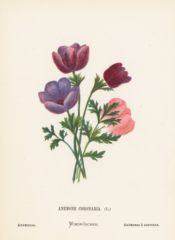 Wild Flowers of the Holy Land: Anemone Coronaria; Anemones by Hannah Zeller