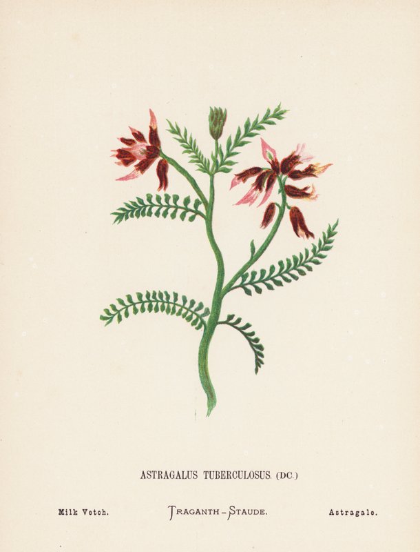 Wild Flowers of the Holy Land: Astragalus Tuberculosus; Milk Vetch by Hannah Zeller