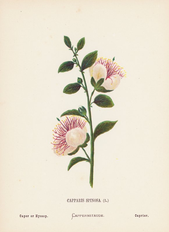 Wild Flowers of the Holy Land: Capparis Spinosa; Caper or Hyssop by Hannah Zeller