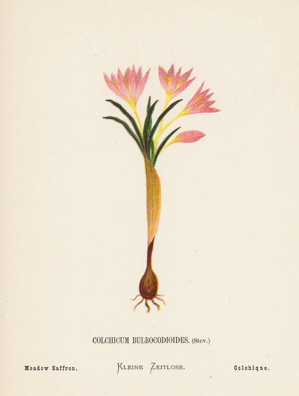 Wild Flowers of the Holy Land: Colchicum Bulbocodioides, Stev; Meadow Saffron by Hannah Zeller