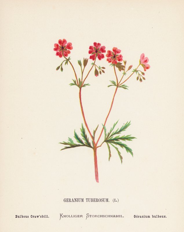 Wild Flowers of the Holy Land: Geranium Tuberosum; Bulbous Craw