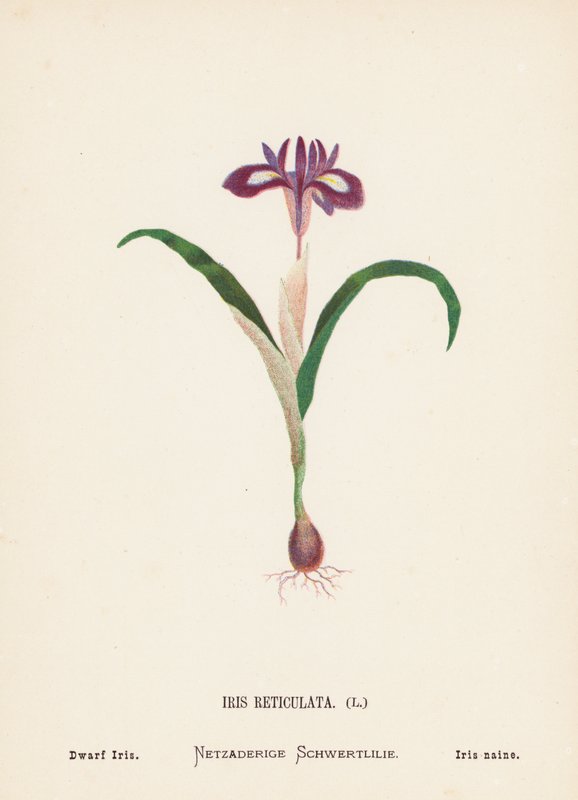 Wild Flowers of the Holy Land: Iris Reticulata; Dwarf Iris by Hannah Zeller