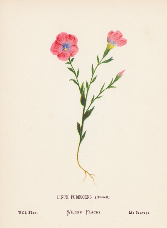 Wild Flowers of the Holy Land: Linum Pubescens, Russell; Wild Flax by Hannah Zeller