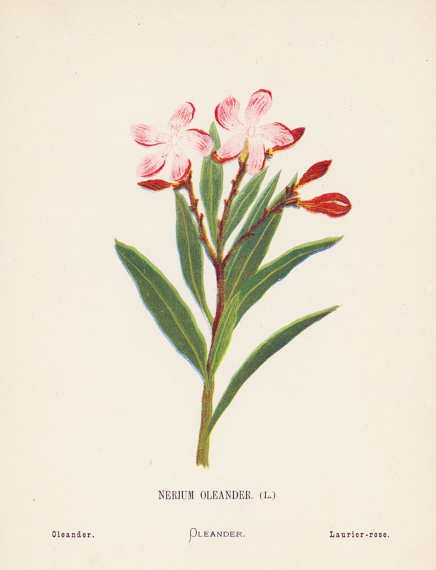 Wild Flowers of the Holy Land: Nerium Oleander; Oleander by Hannah Zeller