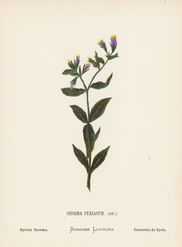 Wild Flowers of the Holy Land: Onosma Syriacum; Syrian Onosma by Hannah Zeller