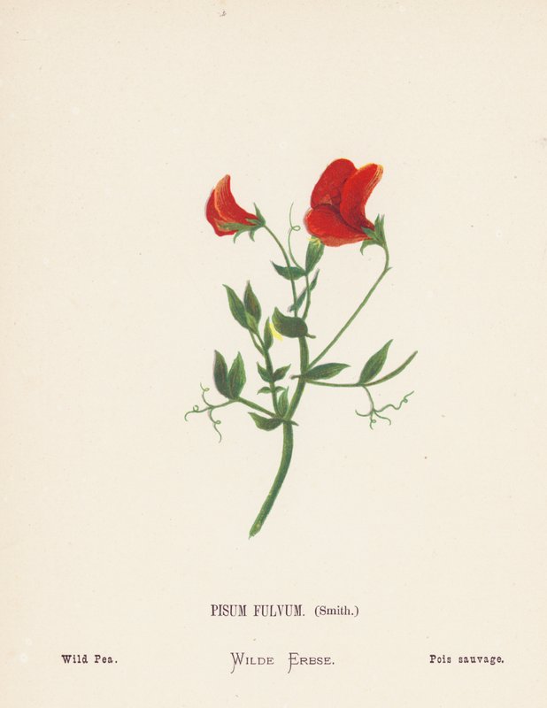 Wild Flowers of the Holy Land: Pisum Fulvum, Smith; Wild Pea by Hannah Zeller