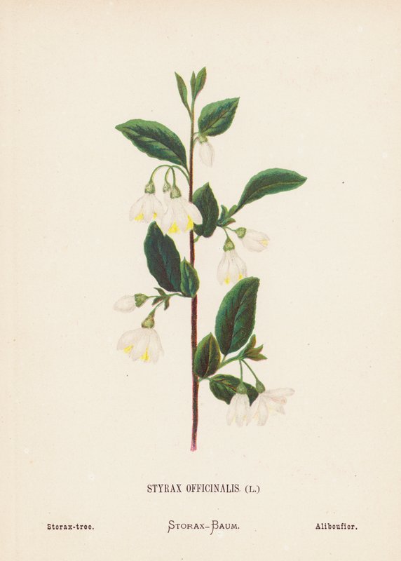 Wild Flowers of the Holy Land: Styrax Officinalis; Storax-tree by Hannah Zeller