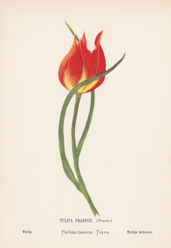 Wild Flowers of the Holy Land: Tulipa Praecox, Tenore; Tulip by Hannah Zeller