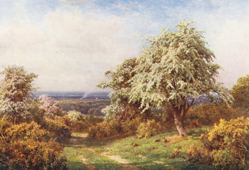 The Pride of Spring, Newlands Corner by Harold Sutton Palmer