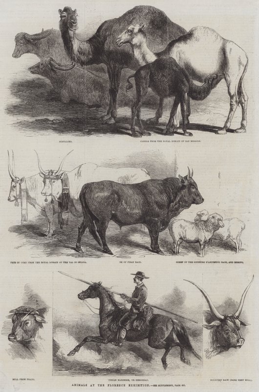 Animals at the Florence Exhibition by Harrison William Weir