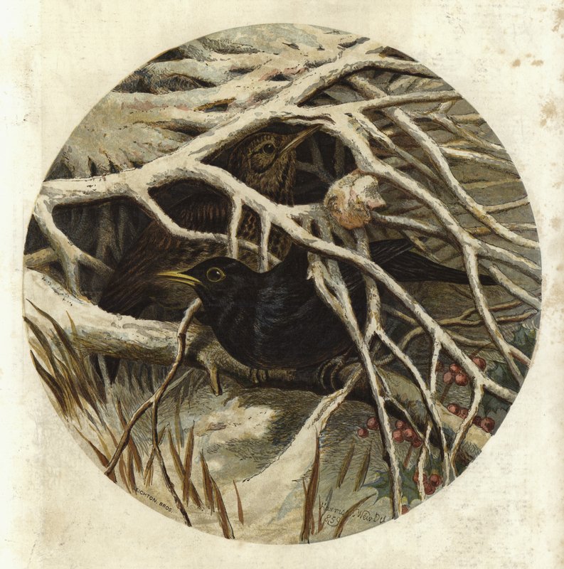 Blackbird and thrush, in covert by Harrison William Weir