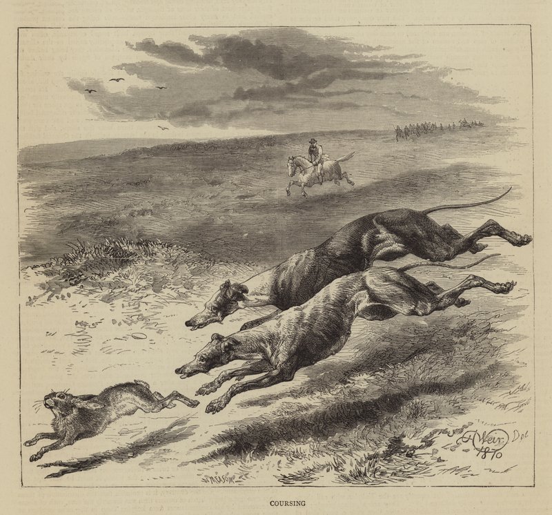 Coursing by Harrison William Weir