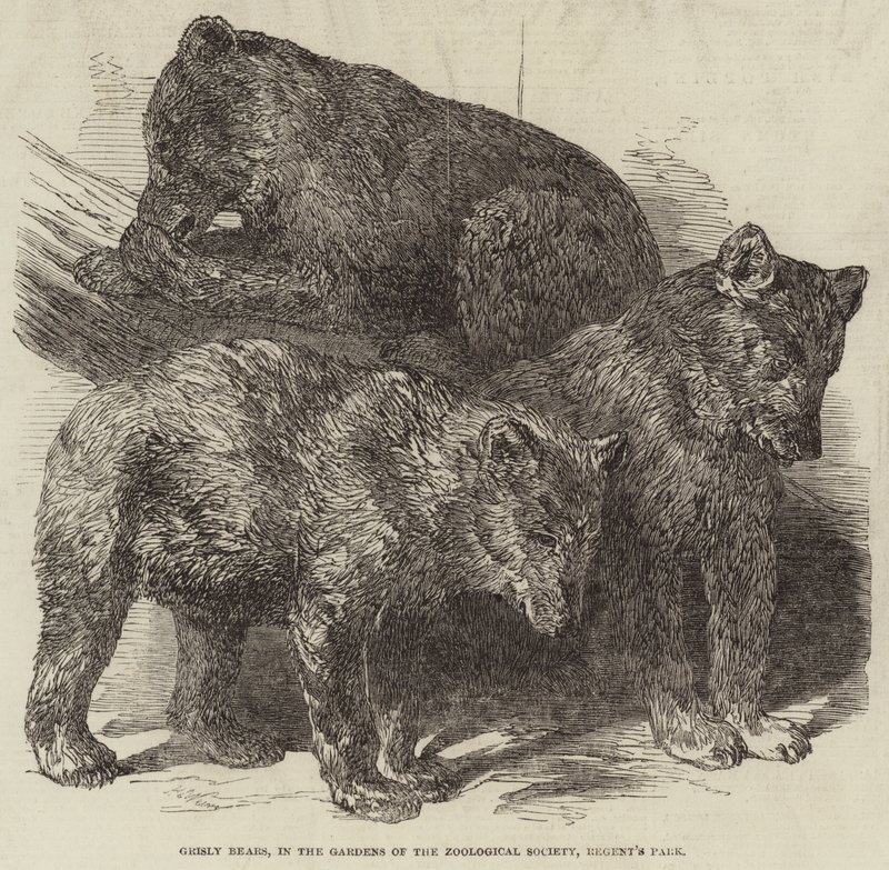 Grisly Bears, in the Gardens of the Zoological Society, Regent