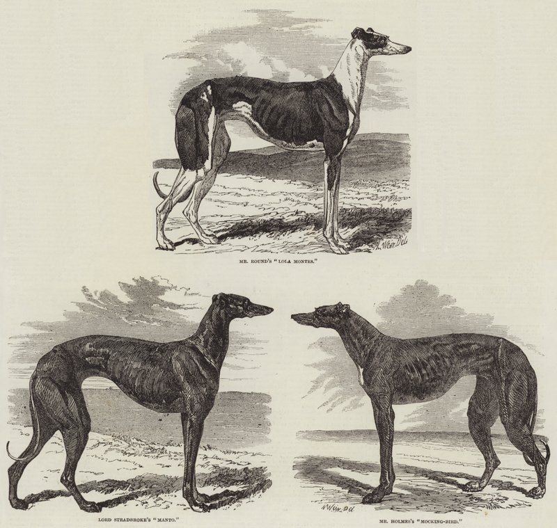 Newmarket Coursing Meeting by Harrison William Weir
