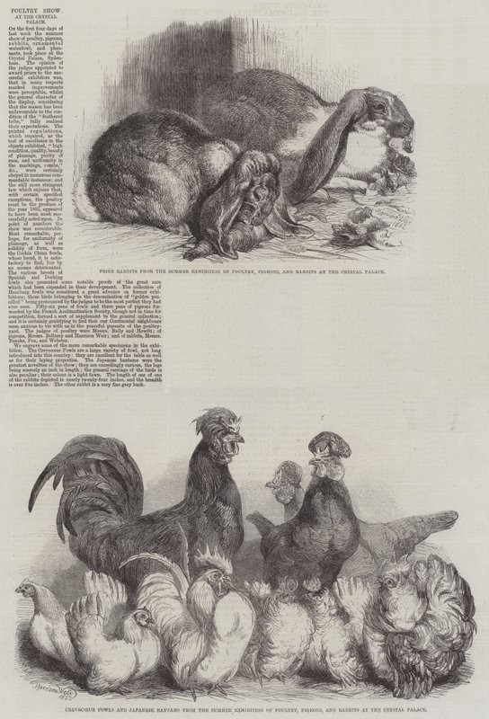 Poultry Show at the Crystal Palace by Harrison William Weir