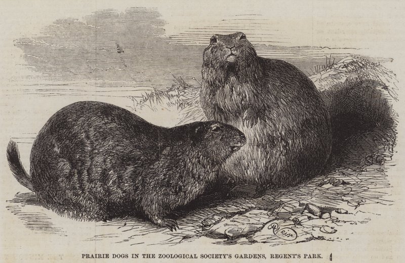 Prairie Dogs in the Zoological Society