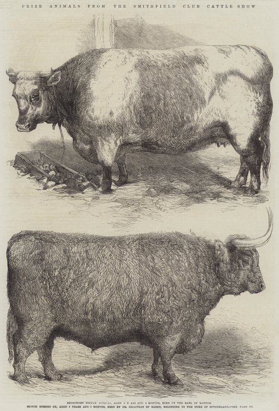 Prize Animals from the Smithfield Club Cattle Show by Harrison William Weir