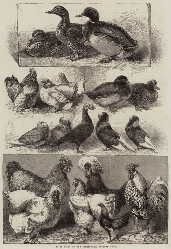 Prize Birds at the Birmingham Poultry Show by Harrison William Weir