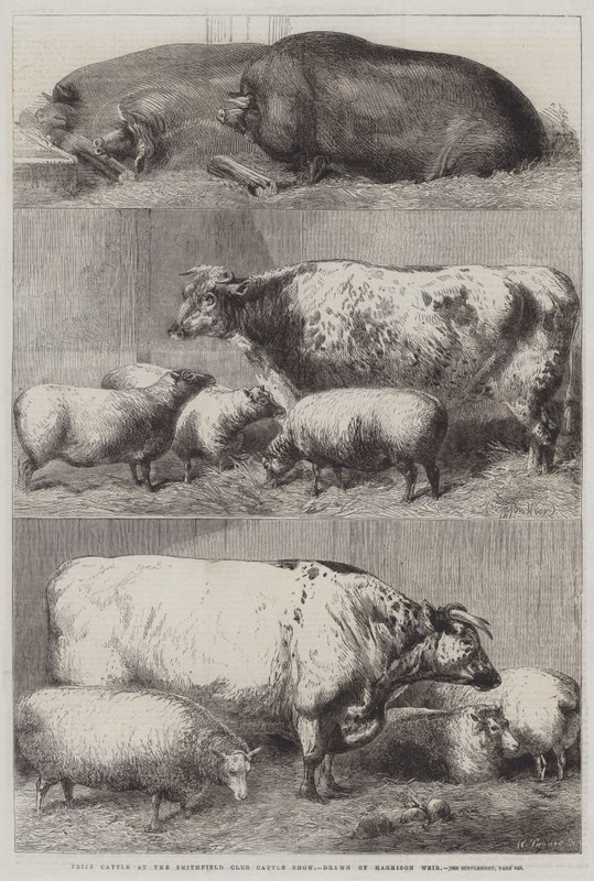 Prize Cattle at the Smithfield Club Cattle Show by Harrison William Weir