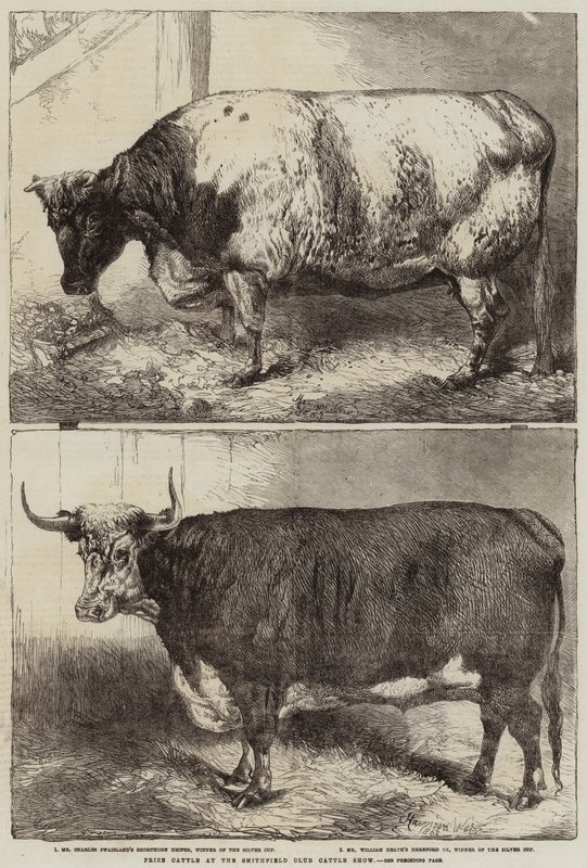 Prize Cattle at the Smithfield Club Cattle Show by Harrison William Weir