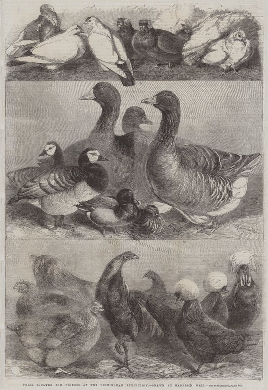 Prize Poultry and Pigeons at the Birmingham Exhibition by Harrison William Weir