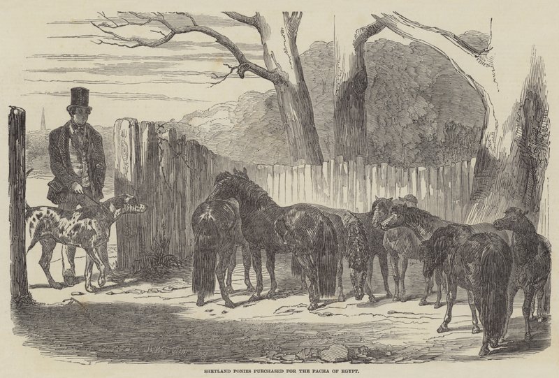 Shetland Ponies Purchased for the Pacha of Egypt by Harrison William Weir