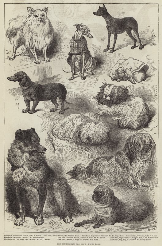 The Birmingham Dog Show, Prize Dogs by Harrison William Weir