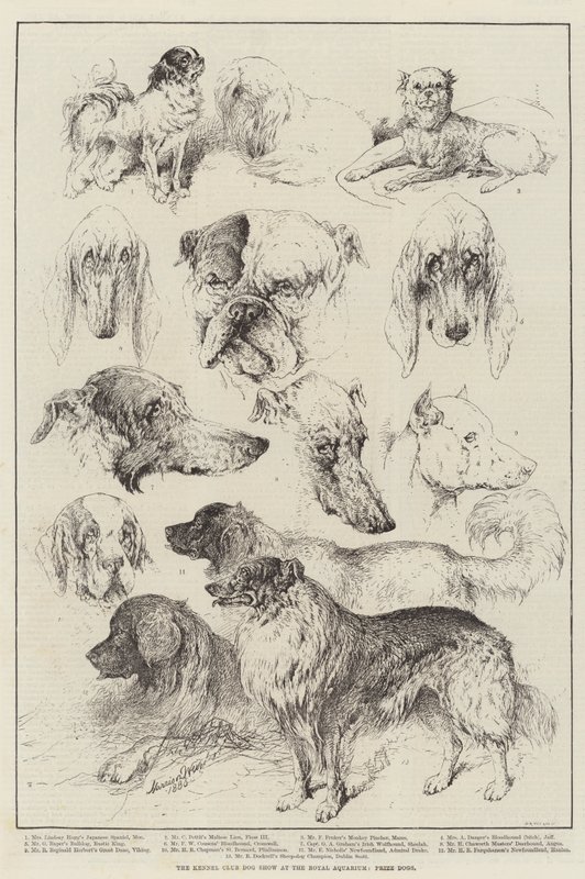 The Kennel Club Dog Show at the Royal Aquarium, Prize Dogs by Harrison William Weir