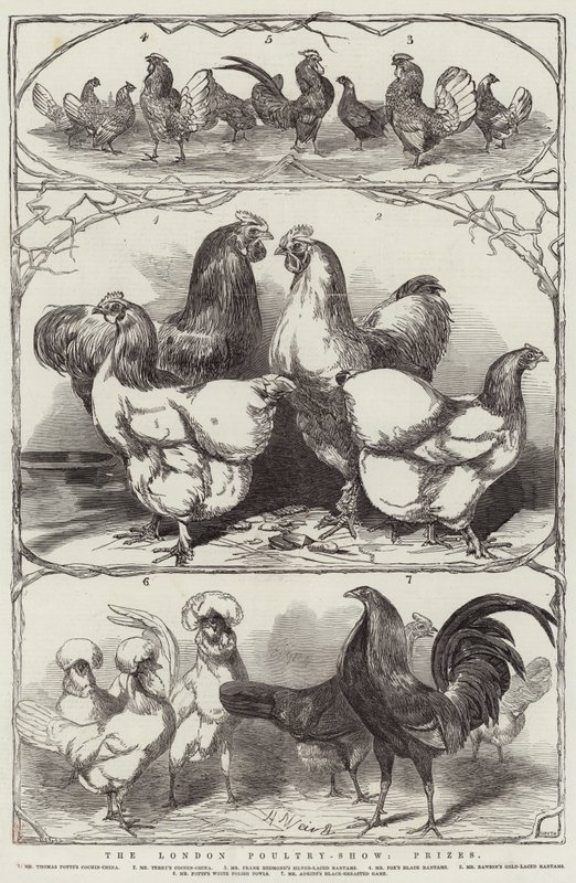 The London Poultry-Show, Prizes by Harrison William Weir