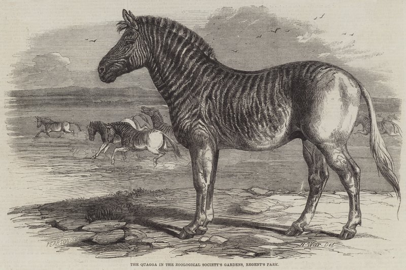 The Quagga in the Zoological Society