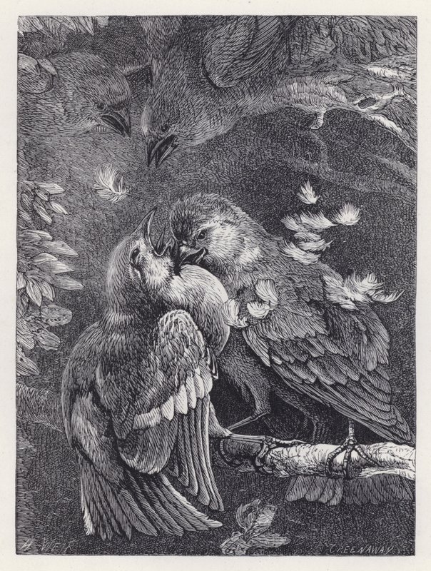 Fight between a Chaffinch and a Sparrow by Harrison William Weir
