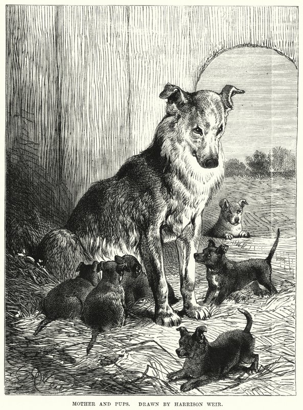 Mother and Pups by Harrison William Weir
