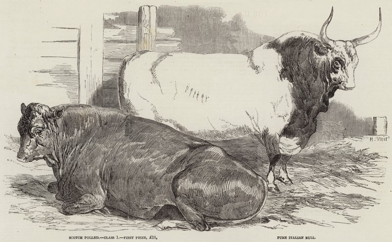 Prize Cattle at the Royal Agricultural Society