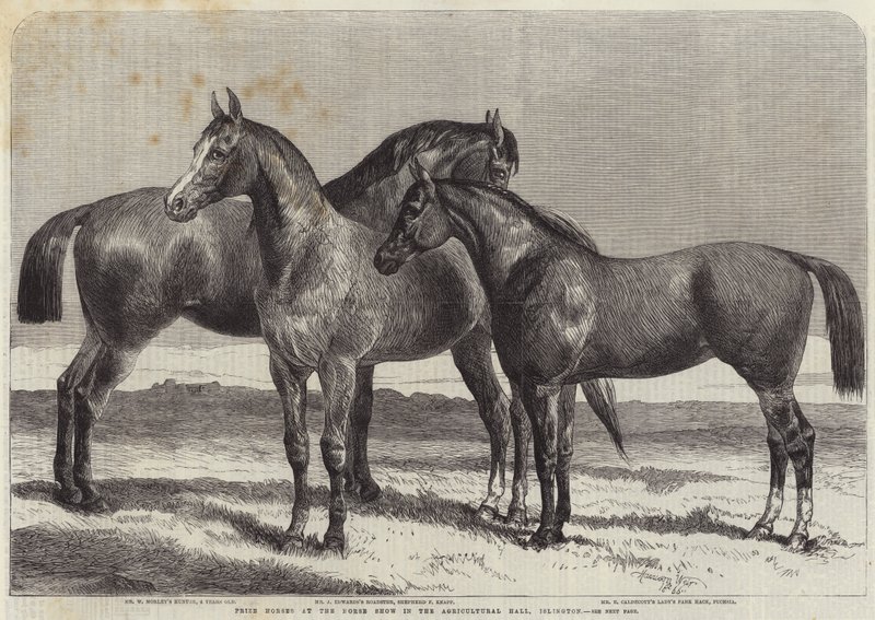 Prize Horses at the Horse Show in the Agricultural Hall, Islington by Harrison William Weir