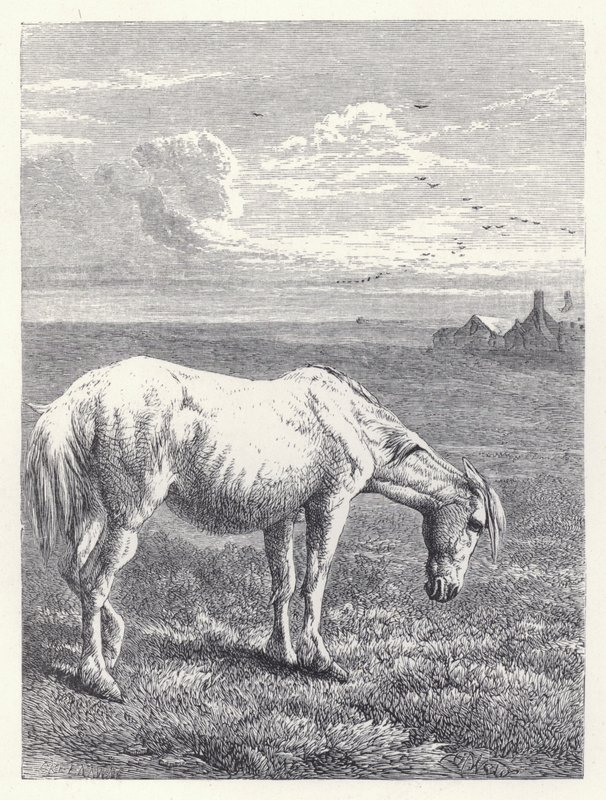 The Old Horse by Harrison William Weir