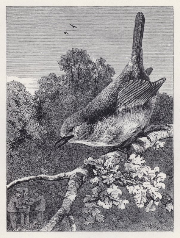 The Robin Watching the Boys with the Nest by Harrison William Weir