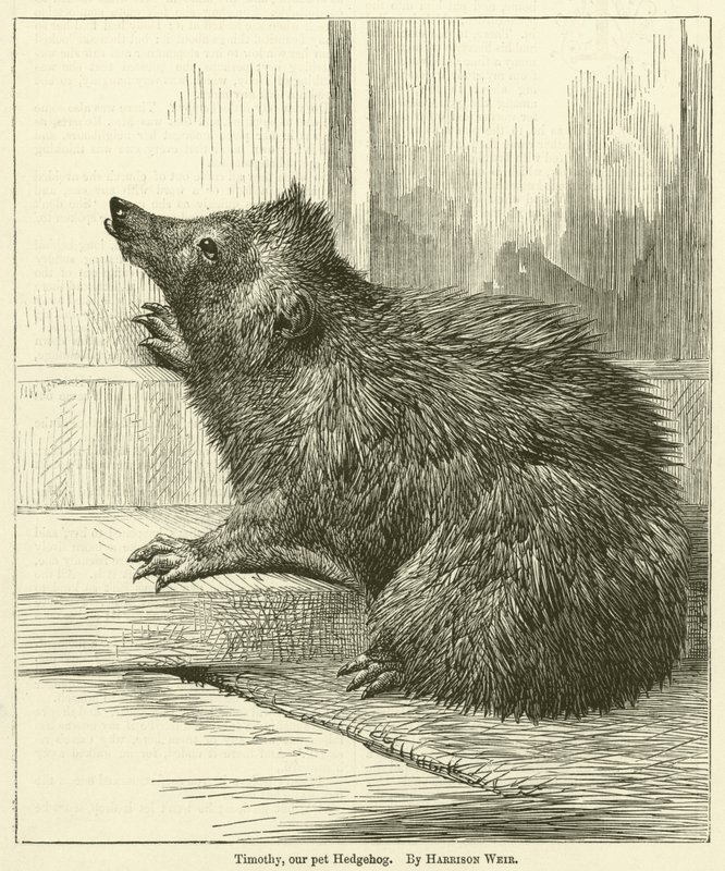 Timothy, our pet Hedgehog by Harrison William Weir