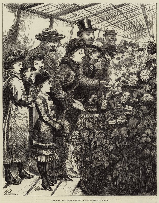 The Chrysanthemum Show in the Temple Gardens by Harry Furniss